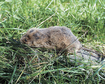 Lichtscheu Und Uberwiegend Vegetarisch Die Wuhl Oder Schermaus