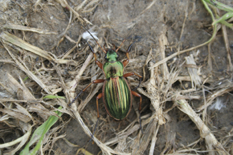 Goldlaufkäfer