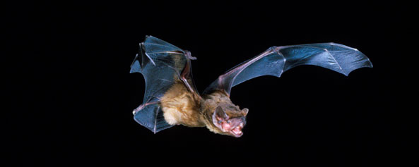 Breitflügelfledermaus