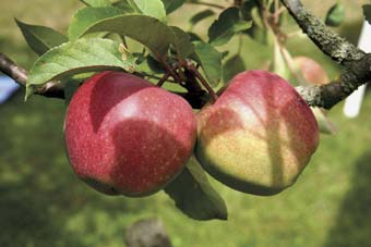 Weil wir frische Lebensmittel aus dem Garten nutzen