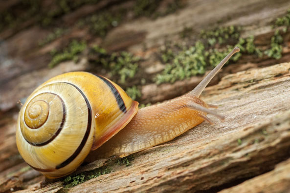 Bänderschnecke
