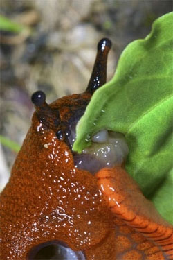 Rote Wegschnecke