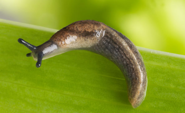Echte Gartenwegschnecke