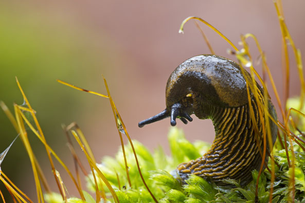 Braune Wegschnecke