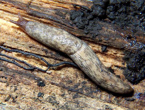 Genetzte Ackerschnecke