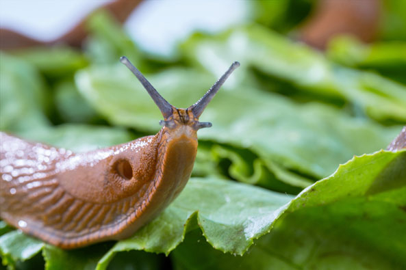 Spanische Wegschnecke