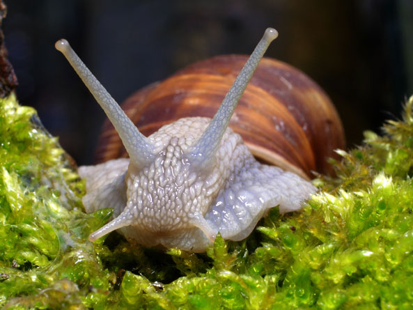 Weinbergschnecke