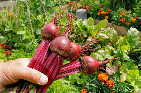 Rote Bete