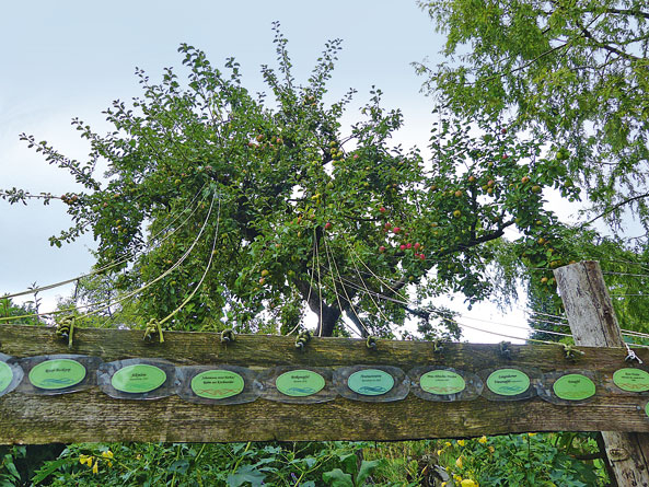 103 Apfelsorten an einem Baum