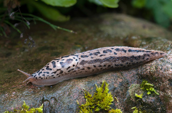 Tigerschnegel