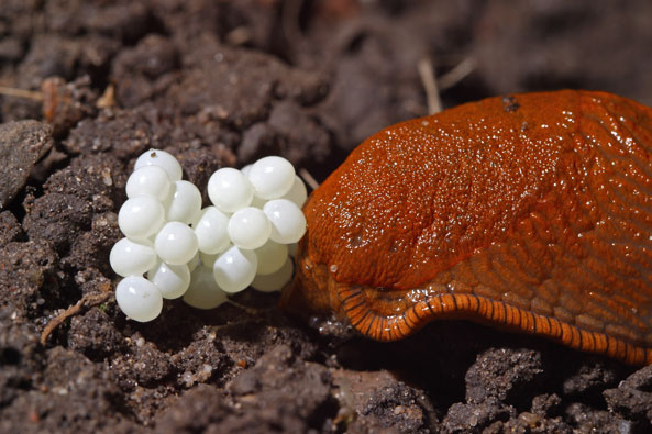 Rote Wegschnecke mit Gelege