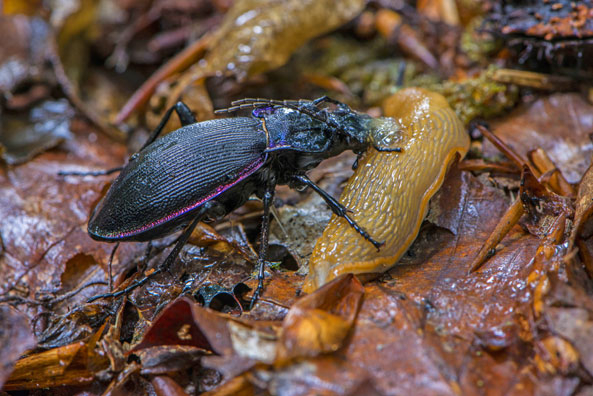 Violetter Laufkäfer