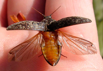 Schnellkäfer in Abflugposition