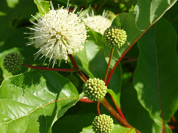 Knopfbusch