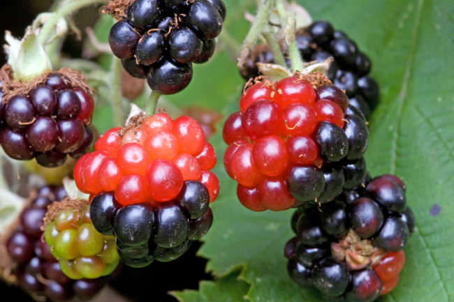 Befall durch Brombeergallmilben