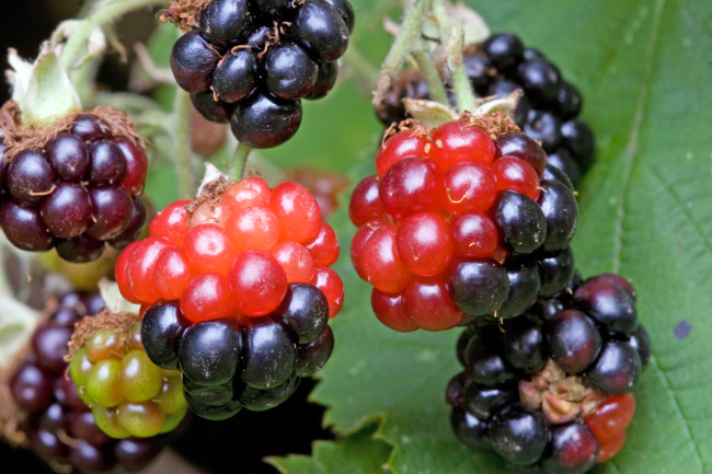 Befall durch Brombeergallmilben