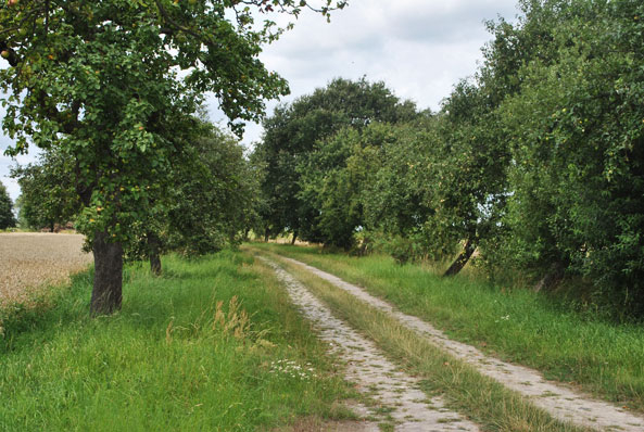 Obstallee in Norddeutschland