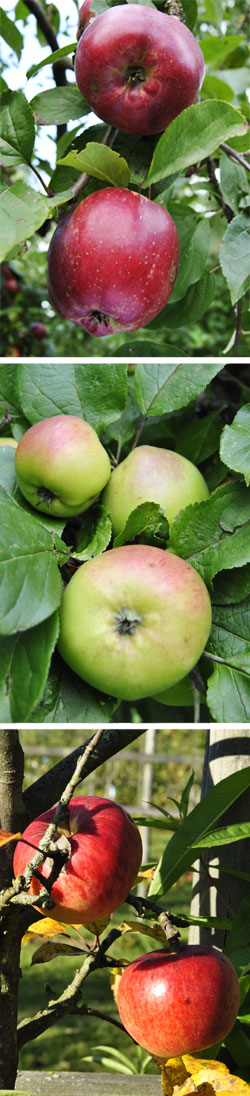 Klassiker der alten Obstsorten