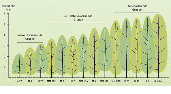 Die Größe des Apfelbaums