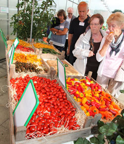 Snackgemüse