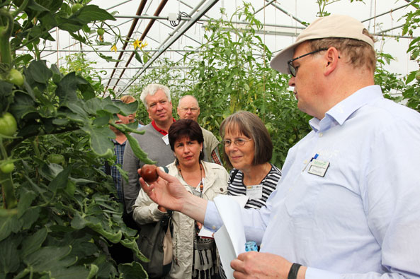 Führung durch das Tomaten-Gewächshaus