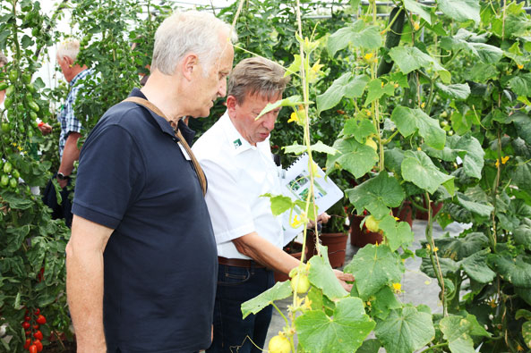 Zucchini Vielfalt