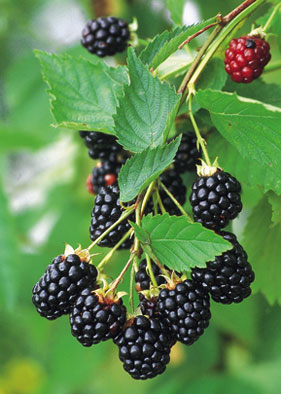 dornenlose Triebe: Brombeere