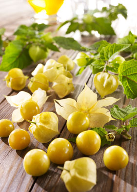 Ananaskirsche ‘Goldmurmel’