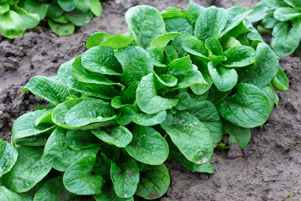 Feldsalat