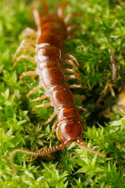 Steinkriecher