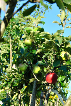 Alte Obstsorten ökologisch anbauen