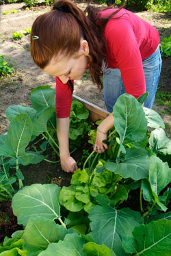 Kohlrabi ernten