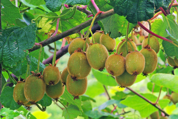 Kiwis spät ernten