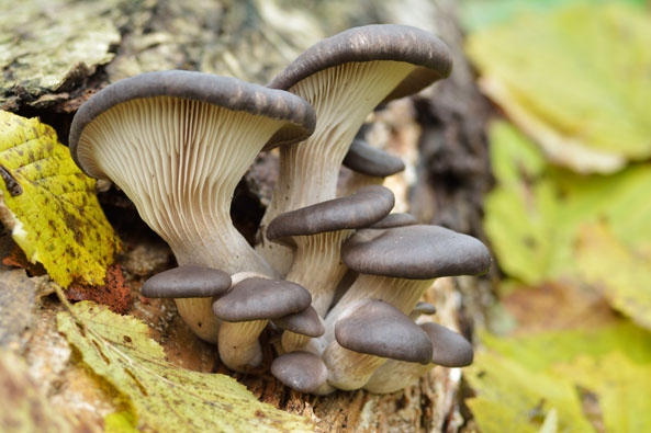 Pilze kultivieren