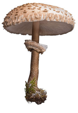Pilz