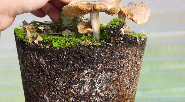Mykorrhiza-Pilze