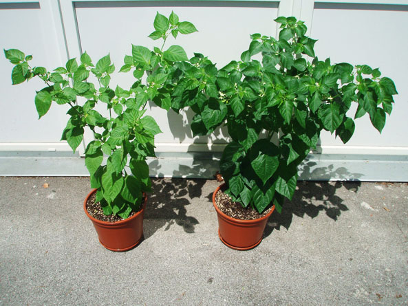 Chili-Pflanzen