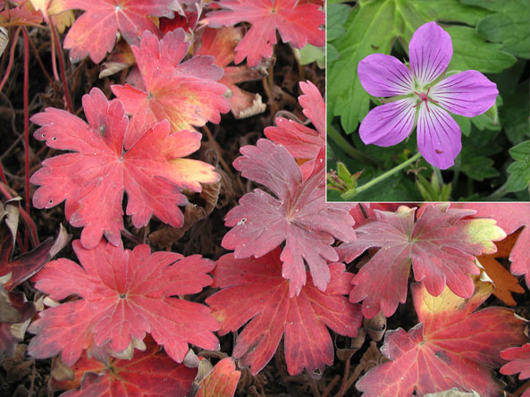 Stauden mit Herbstfärbung