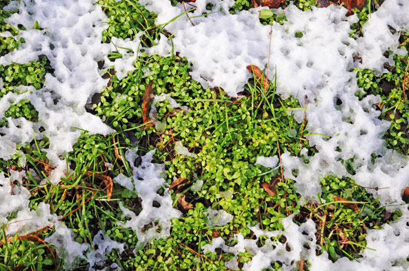 Winterunkräuter