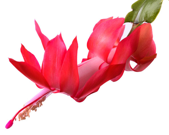 Kaktusblüte
