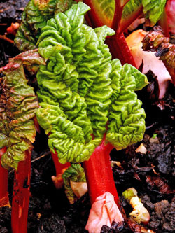 Frischer Rhabarber