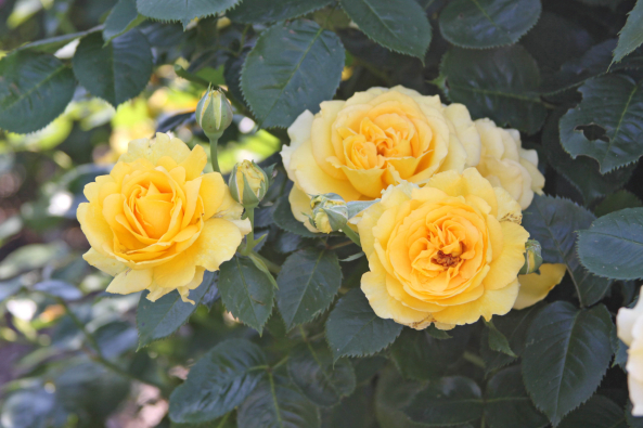 ADR-Rosen 2016 Sommergold