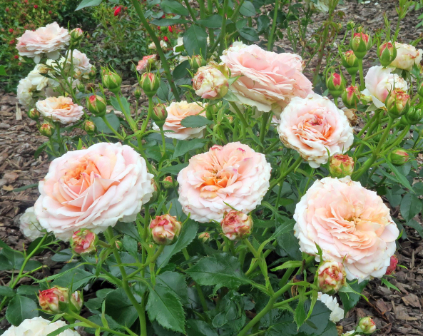 ADR-Rosen 2016 Cremosa