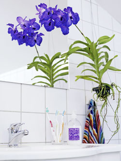 Vanda-Orchidee