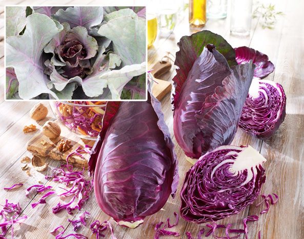 Spitz-Rotkohl ‘Tinty’ F1