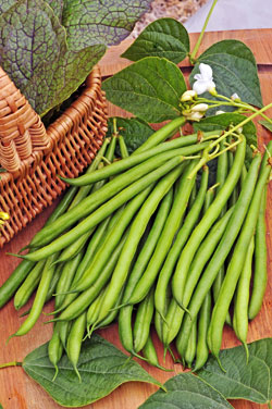Buschbohne ‘Primel’