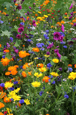 Bunte Blu­meninsel