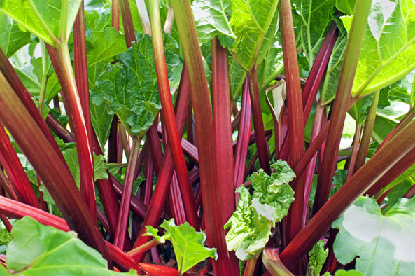 Rhabarber ‘Livingstone’