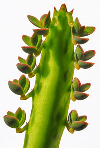 Kalanchoe-Arten - Kindel