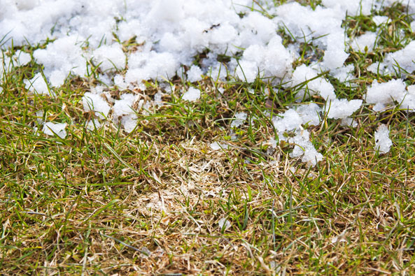 Schneeschimmel vorbeugen